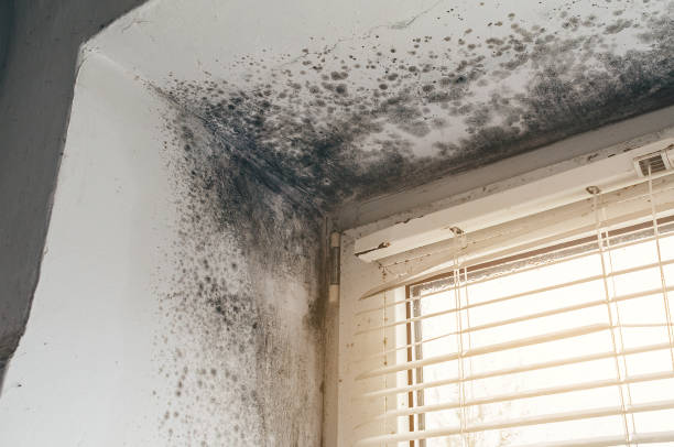 Affordable Basement Mold Removal solutions in Woodbine, MD